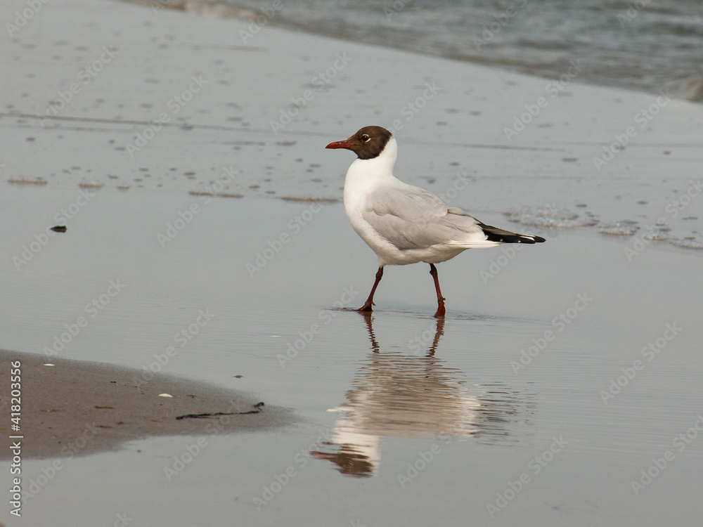 Möwe im Wasser am Strand Möwe im Wasser am Strand