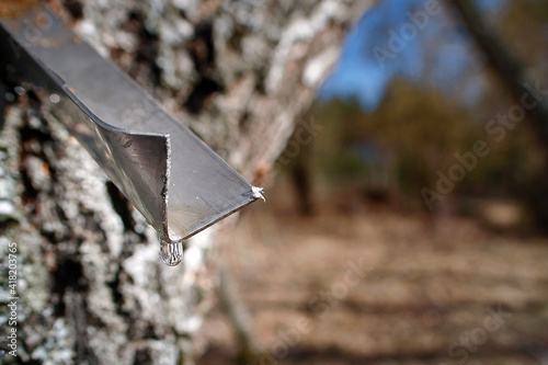 Birch sap flows down metal corner in the bark of tree. Extraction and harvesting birch sap in spring forest, drop of pure natural juice. Technology of gathering of birch juice.