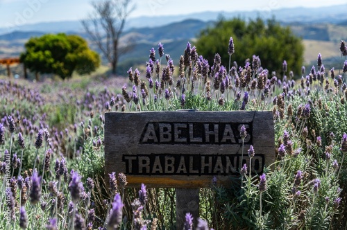 An information sign of Bees Working (Abelhas Trabalhando) between the lavender fields plantation of 