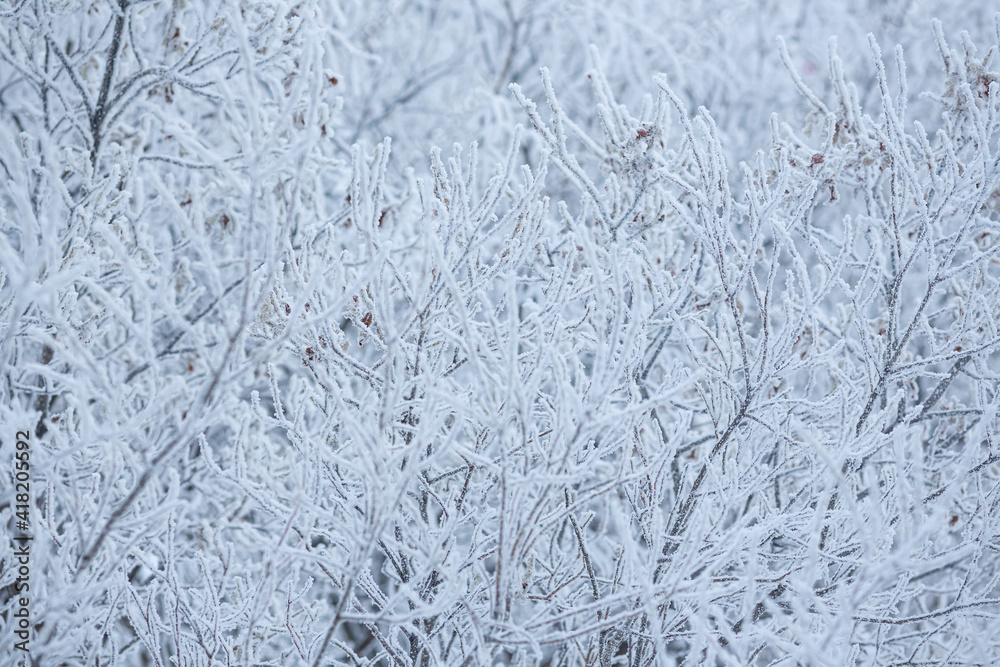 Snow and rime ice on the branches of bushes. Beautiful winter background with trees covered with hoarfrost. Plants in the park are covered with hoar frost. Cold snowy weather. Cool frosting texture. Snow and rime ice on the branches of bushes. Beautiful winter background with trees covered with hoarfrost. Plants in the park are covered with hoar frost. Cold snowy weather. Cool frosting texture.