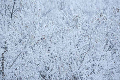 Snow and rime ice on the branches of bushes. Beautiful winter background with trees covered with hoarfrost. Plants in the park are covered with hoar frost. Cold snowy weather. Cool frosting texture.