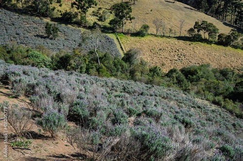 Lavender fields plantation cultivated on a hillside of 