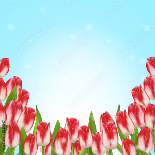 Many red tulips with green leaves on a sky background