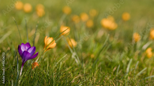 Crocus tommasinianus Ruby Giant against a background of yellow crocus flowers in spring, United Kingdom