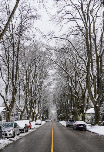 Beautiful view to trees and street after the first snow © lisa