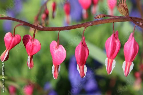 Macro pink bleeding heart flowers against a green and purple background
