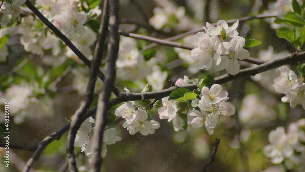 blooming apple tree branch full of flowers blooming apple tree branch full of flowers