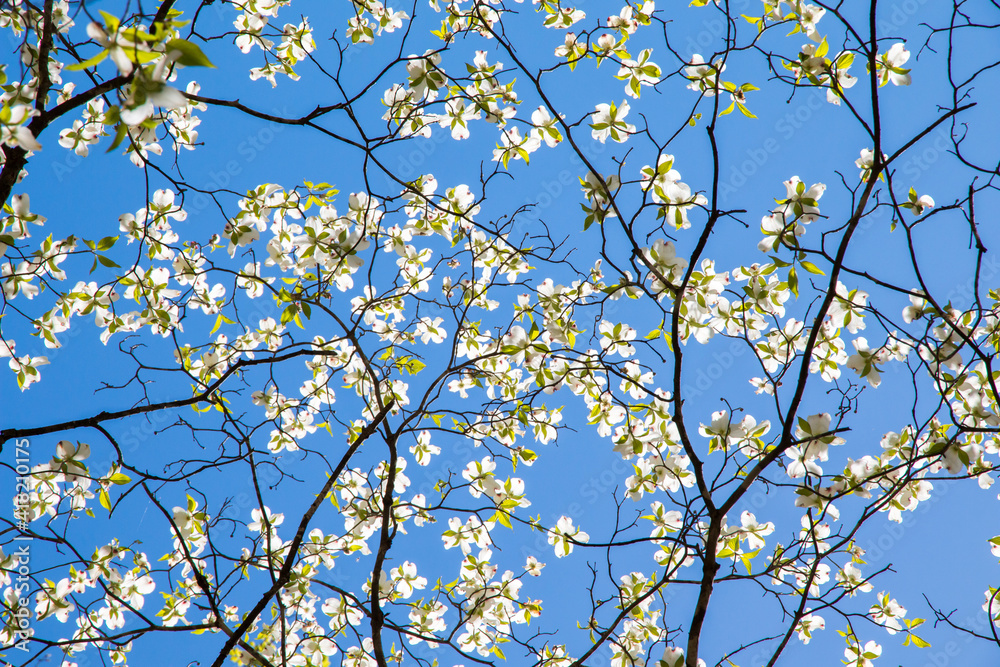 Dogwood tree white blossom at springtime in park. Spring natural background. Dogwood tree white blossom at springtime in park. Spring natural background.