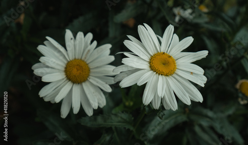 Daisies