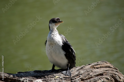 the black faced cormorant is standing on a log