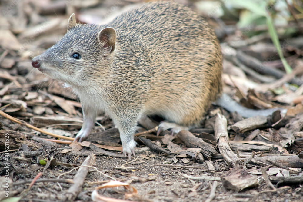the Southern brown bandicoot is a small marsupial the Southern brown bandicoot is a small marsupial