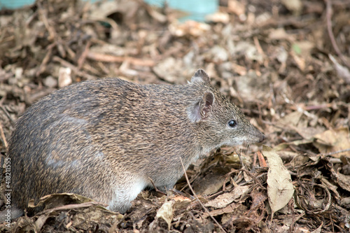 the southern brown bandicoot is a small marsupial often mistaken for a rat