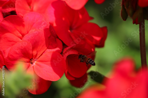 Hermosa abeja junto a las flores rojas en un ambiente poco soleado.