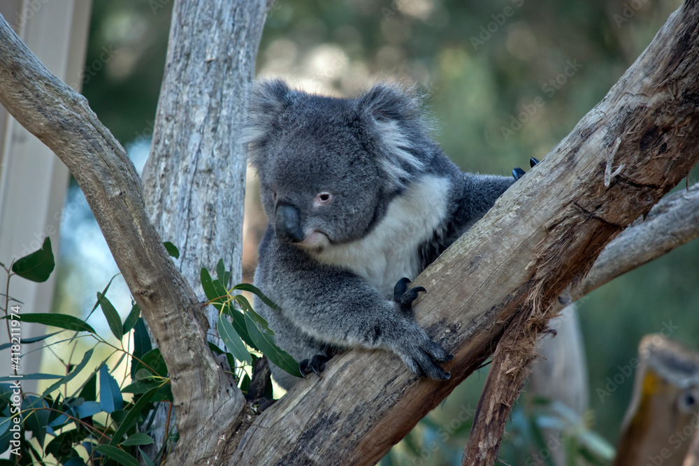the young koala is climbing up the branch the young koala is climbing up the branch