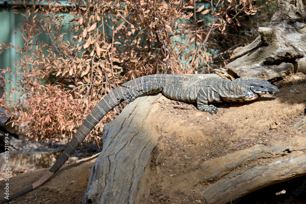 the lace monitor lizard is climbing a tree the lace monitor lizard is climbing a tree