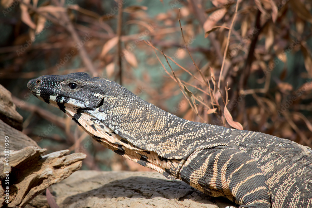 Fototapeta premium this is a close up of a lace monitor lizard