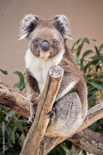 Fototapeta Naklejka Na Ścianę i Meble -  the koala is sitting in the fork of a tree