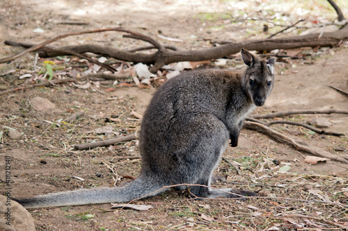 the red necked wallaby has injured its ear