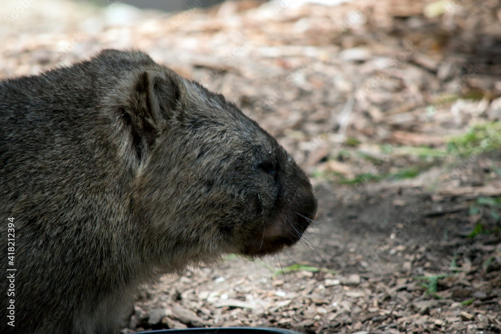 this is a side view of a common wombat this is a side view of a common wombat