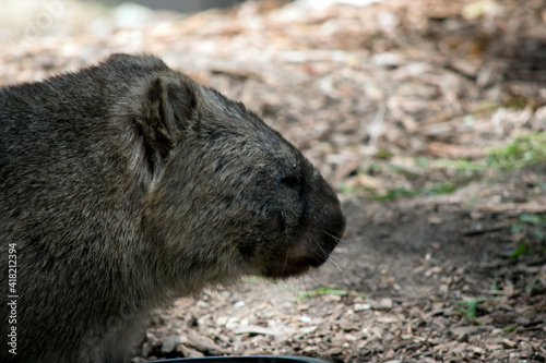 this is a side view of a common wombat