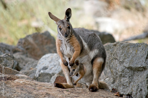 the yellow footed rock wallaby has a joey in her pouch © susan flashman
