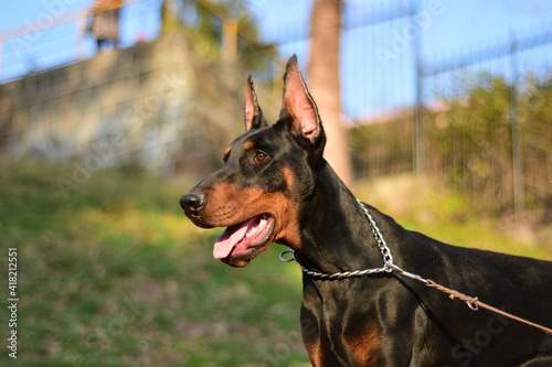 Fotografía Close up of a Doberman
