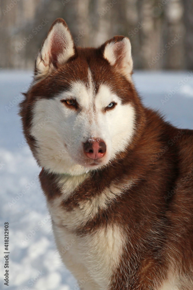 Siberian Husky close-up, portrait in the snow. A husky with multicolored eyes . Love for pets