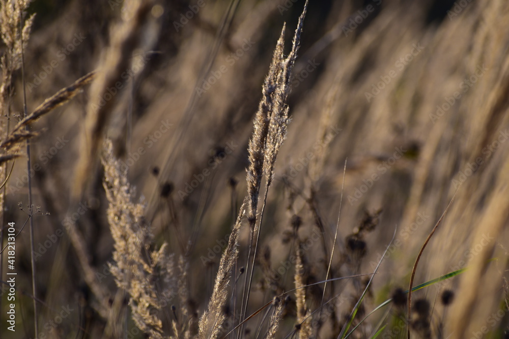 Fototapeta premium dried wildflowers and grass