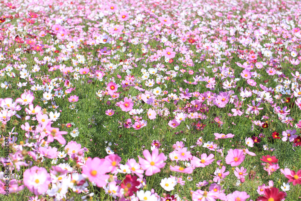 Obraz premium Beautiful colorful winter Flowers Sunny outdoors