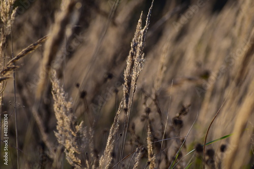 dried wildflowers and grass