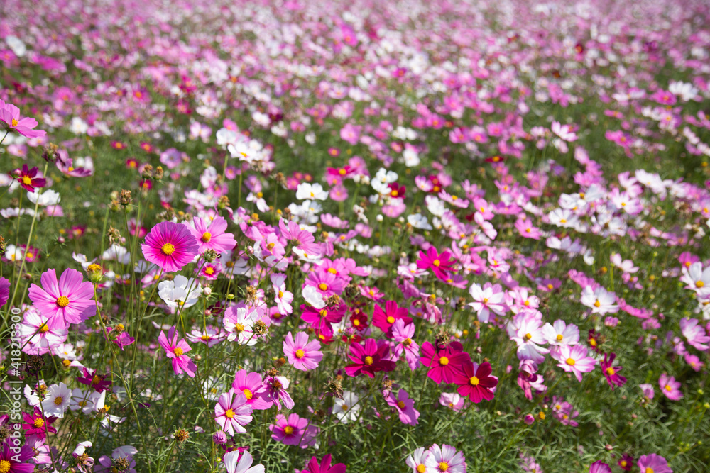 Beautiful colorful winter Flowers Sunny outdoors