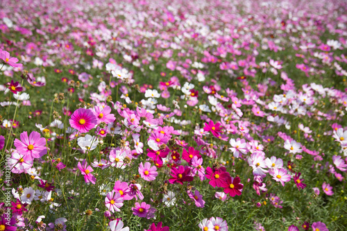 Beautiful colorful winter Flowers Sunny outdoors