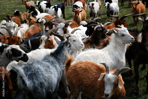 The Mongolia cashmere goat is a local dual-purpose breed with a long history. photo