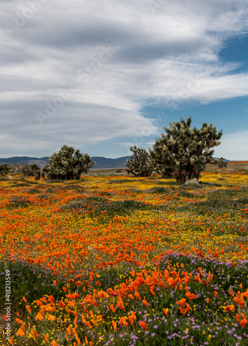 USA, California. Joshua trees, near Antelope Valley California Poppy Reserve.