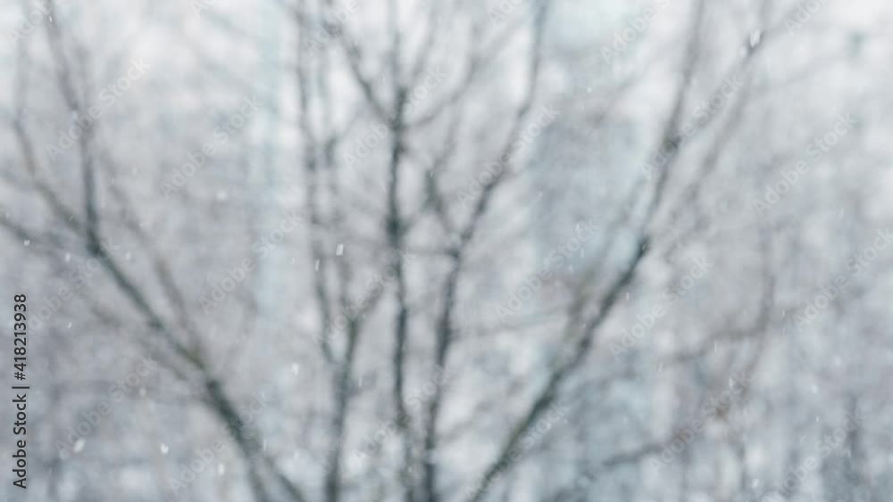 Wild Flying snowflakes in the wind. Depth of field and blurred trees in the background. Snow Falling Wild Flying snowflakes in the wind. Depth of field and blurred trees in the background. Snow Falling