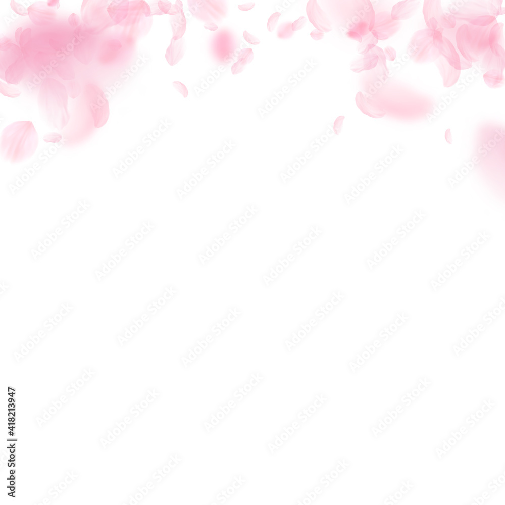 Sakura petals falling down. Romantic pink flowers gradient. Flying petals on white square background Sakura petals falling down. Romantic pink flowers gradient. Flying petals on white square background
