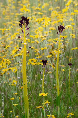 USA, California. Common Hillside Daisy and Desert Candle, Carrizo Plain National Monument. © Danita Delimont