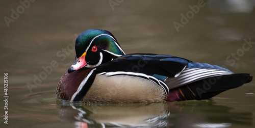 Photography A wood duck in spring in a lake