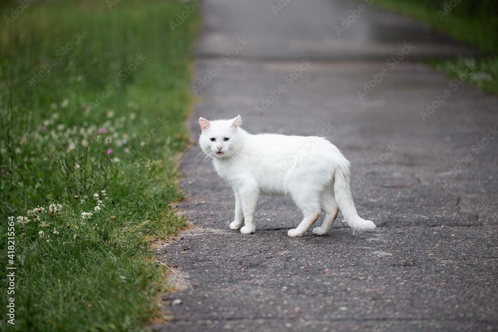 White lonely stray cat walks in the park White lonely stray cat walks in the park