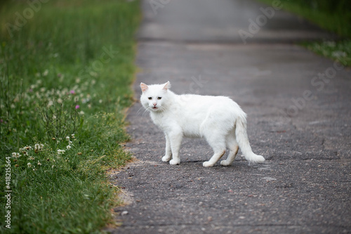 White lonely stray cat walks in the park