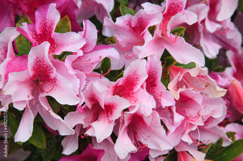 Fotografija This azalea was named after George Lindley Tabor, Sr