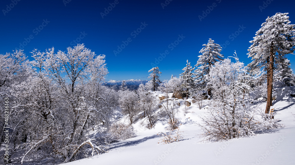 Snow dusted pines in the San Bernardino Mountains. San Bernardino National Forest, California, USA. Snow dusted pines in the San Bernardino Mountains. San Bernardino National Forest, California, USA.