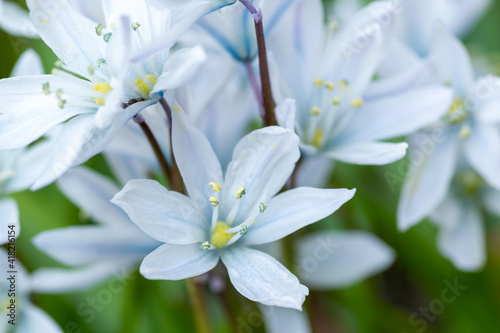 春の庭に咲く白いカワイイ花 シラー 
