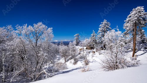 Snow dusted pines in the San Bernardino Mountains. San Bernardino National Forest, California, USA.