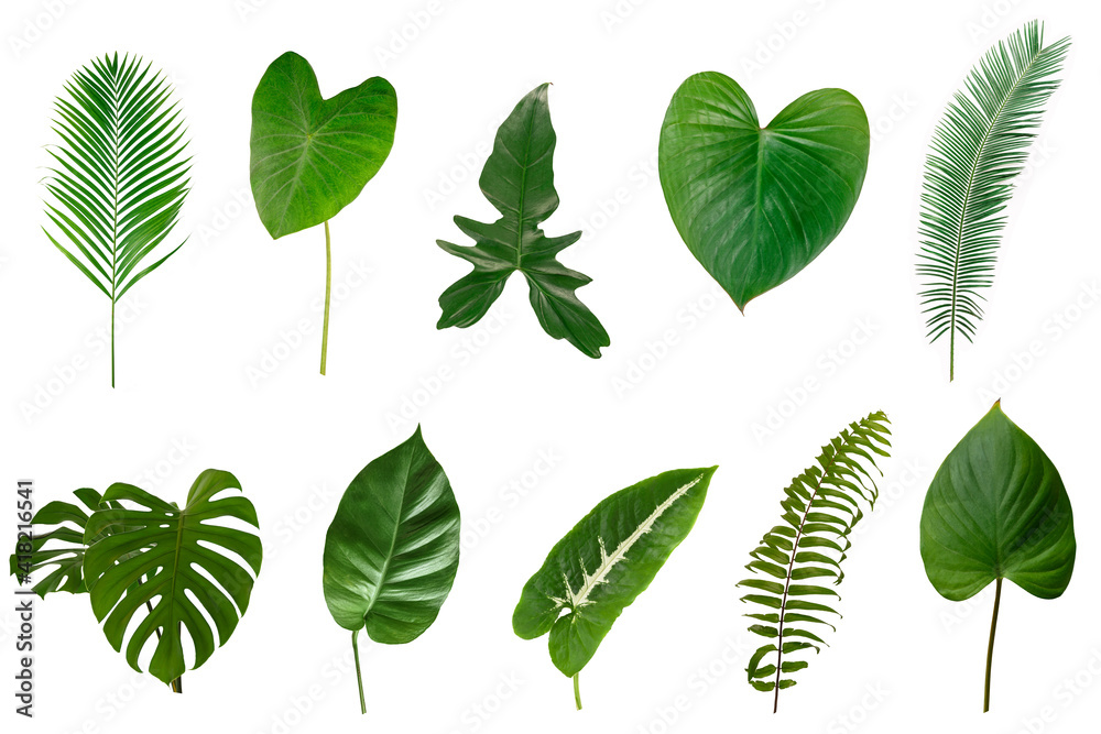 Set of Tropical green leaves isolated on white background. Set of Tropical green leaves isolated on white background.