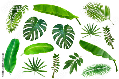 Set of Tropical  leaves isolated on white background.