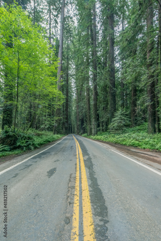California, Humboldt Redwoods State Park, Avenue of the Giants
