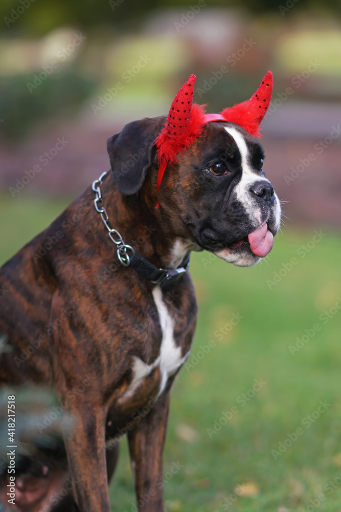 The portrait of a funny brindle Boxer dog with a collar and red devil horns posing outdoors in autumn. Halloween theme