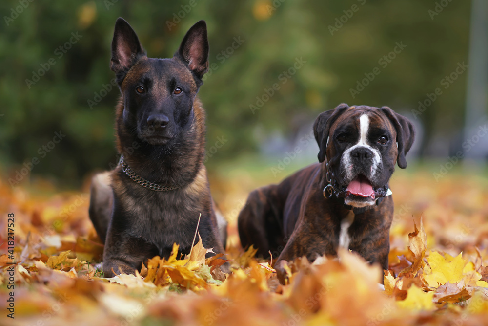 Serious Belgian Shepherd Malinois dog and brindle Boxer dog posing outdoors lying down together on fallen maple leaves in autumn