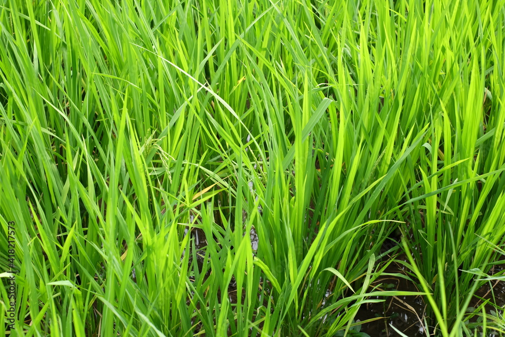 Fototapeta premium verdant rice fields in the tropics. This plant produces rice which is widely consumed by people from Southeast Asia